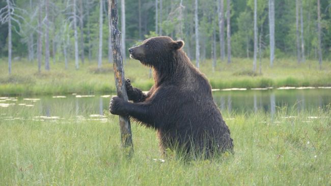 Rosja przyspiesza ekspansję wojskową w pobliżu granicy z Finlandią
