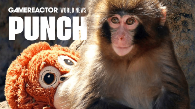 Kim jest Punch the Monkey? Młody makak, który stał się niemal bardziej znany niż Donald Trump