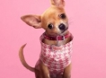 Prequel Prime Video Legally Blonde, Elle, ma premierę w lipcu