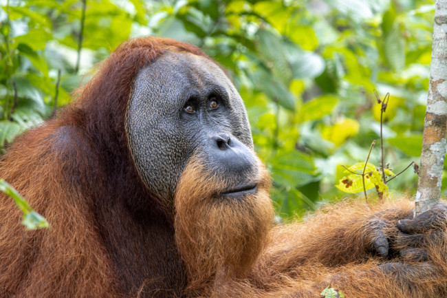 7% krytycznie zagrożonych orangutanów na Sumatrze zostało zabitych podczas czterech dni intensywnych opadów