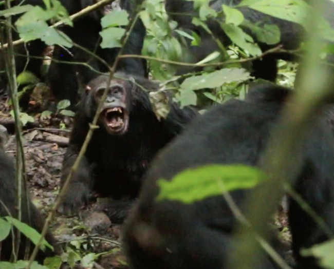 Dzikie szympansy obserwowały prowadzenie 