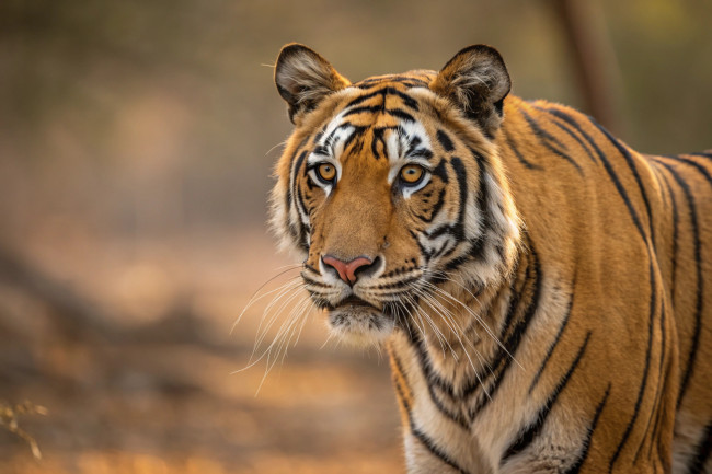 Cztery młode tygrysy bengalskie niespodziewanie urodzone w czasie kryzysu energetycznego na Kubie
