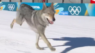 Lokalny grzeczny chłopak Nazgul rozbija się na wyścigu narciarskim na igrzyskach: jest 
