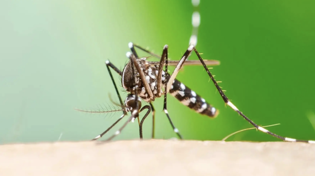 Badanie ostrzega, że ryzyko choroby Chikungunya rozszerza się na całą Europę wraz z ociepleniem klimatu