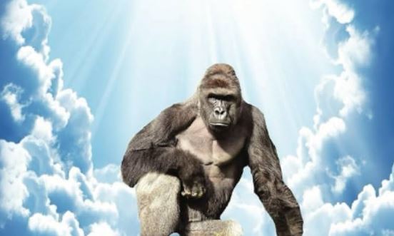 Biały Dom nazywa Harambe "Prawdziwym Patriotą"