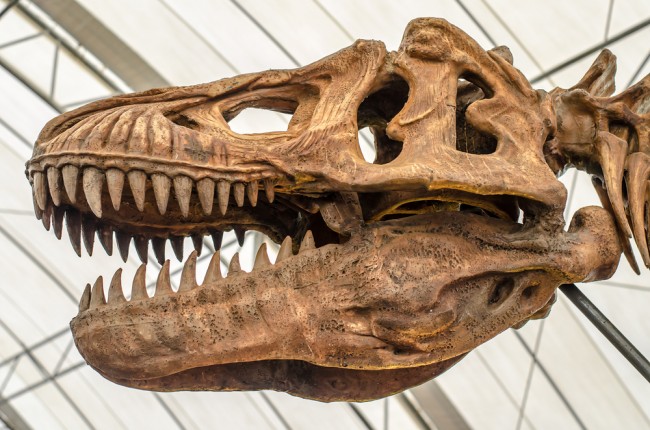 T. rex dorastał wolniej, niż sądzili naukowcy