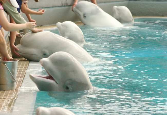 30 białuch, które zostaną pozostawione na śmierć w zamkniętym parku w Kanadzie, zostanie wysłanych do ogrodów zoologicznych w USA i Hiszpanii