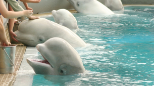 30 białuch, które zostaną pozostawione na śmierć w zamkniętym parku w Kanadzie, zostanie wysłanych do ogrodów zoologicznych w USA i Hiszpanii