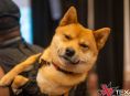 Tekken 8 gracz uczestniczy w turnieju na żywo z trenerem psów przypiętym do pleców