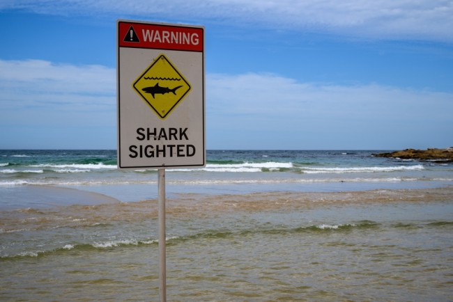 Australia zamyka dziesiątki plaż na wschodnim wybrzeżu po serii ataków rekinów