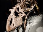 Skamieniałość T-Rexa ma się sprzedać na aukcji za miliony, ale naukowcy nie są zadowoleni