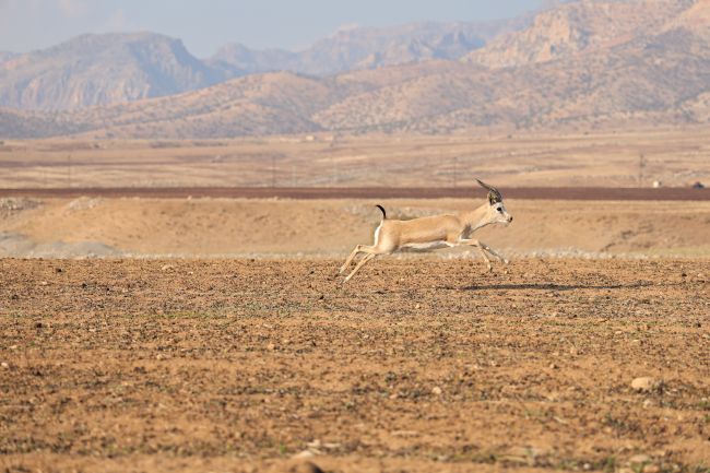Turcja bije swój najwyższy odnotowany rekord temperatury z odczytem 50,5°C