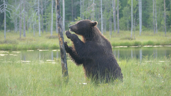 Naukowcy proponują "ponowne dzikie traktowanie" pogranicza Europy jako naturalną strategię obrony