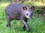 Pierwsze cielę tapira nizinnego od 14 lat powitane w brytyjskim zoo