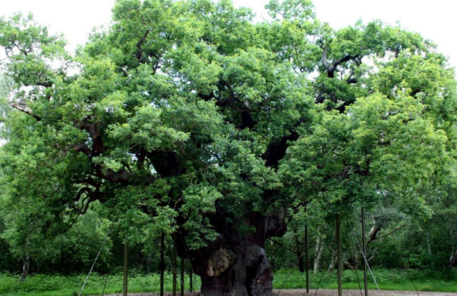 Legendarny Major Oak Robin Hooda umiera po ponad 1000 latach